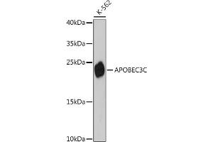 anti-Apolipoprotein B mRNA Editing Enzyme, Catalytic Polypeptide-Like 3C (APOBEC3C) (AA 1-190) antibody