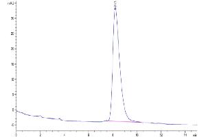 The purity of Human DDR2 is greater than 95 % as determined by SEC-HPLC.