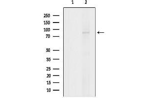 anti-Golgin A1 (GOLGA1) (C-Term) antibody