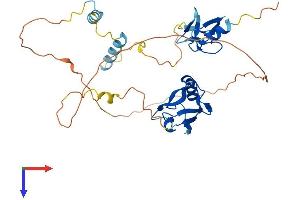 AlphaFold protein structure predicition of Human Recombinant PDLIM2 Protein, UniprotID Q96JY6