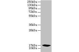 Western blot All lanes: PFDN2 antibody at 6 μg/mL + 293T whole cell lysate Secondary Goat polyclonal to rabbit IgG at 1/10000 dilution Predicted band size: 17 kDa Observed band size: 17 kDa (PFDN2 anticorps  (AA 1-154))