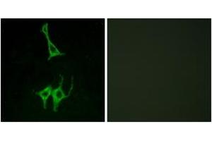 Immunofluorescence (IF) image for anti-Neuromedin U Receptor 1 (NMUR1) (AA 1-50) antibody (ABIN2890909) (NMUR1 anticorps  (AA 1-50))