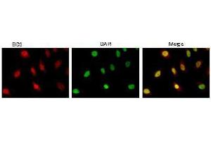 anti-EP300 Interacting Inhibitor of Differentiation 1 (EID1) (AA 159-187) antibody