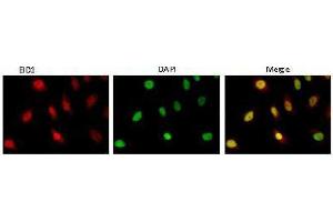 Immunofluorescence (IF) image for anti-EP300 Interacting Inhibitor of Differentiation 1 (EID1) (AA 159-187) antibody (ABIN3201016) (EID1 anticorps  (AA 159-187))