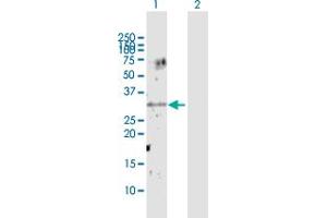 Western Blot analysis of UNC119 expression in transfected 293T cell line by UNC119 MaxPab polyclonal antibody. (UNC119 anticorps  (AA 1-240))