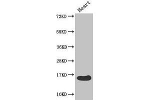 Western Blot Positive WB detected in: Mouse heart tissue All lanes: FABP3 antibody at 4 μg/mL Secondary Goat polyclonal to rabbit IgG at 1/50000 dilution Predicted band size: 15 kDa Observed band size: 15 kDa (FABP3 anticorps  (AA 2-133))