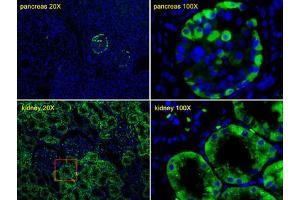 Immunofluorescence (IF) image for anti-Transthyretin (TTR) antibody (ABIN3002755)
