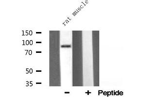 Western blot analysis of HSP90B1 expression in Rat muscle lysate (GRP94 anticorps  (C-Term))