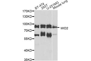 Western blot analysis of extracts of various cell lines, using MID2 antibody (ABIN5974895) at 1/1000 dilution. (Midline 2 anticorps)