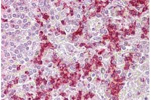 Anti-ZKSCAN4 / ZNF307 antibody IHC staining of human spleen.