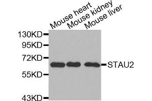 Western blot analysis of extracts of various cell lines, using STAU2 antibody. (Double-stranded RNA-binding protein Staufen homolog 2 (STAU2) (AA 300-400) anticorps)