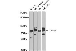 Western blot analysis of extracts of various cell lines, using NLGN4X antibody (ABIN6130594, ABIN6144650, ABIN6144651 and ABIN6224001) at 1:1000 dilution. (Neuroligin 4 anticorps  (AA 697-816))