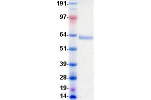 Validation with Western Blot