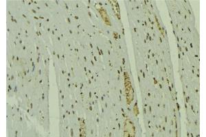 ABIN6279632 at 1/100 staining Mouse muscle tissue by IHC-P. (NOL7 anticorps  (C-Term))