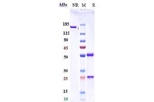 Anti-PDCD1 / PD-1 / CD279 Reference Antibody (serplulimab) on SDS-PAGE under reducing (R) condition. (Recombinant PDCD1 (Serplulimab Biosimilar) anticorps)