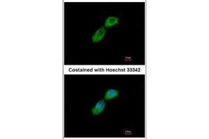 ICC/IF Image Immunofluorescence analysis of methanol-fixed A549, using CKAP1, antibody at 1:500 dilution. (TBCB anticorps)