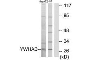 Western blot analysis of extracts from HepG2/Jurkat cells, using 14-3-3 beta Antibody. (YWHAB anticorps  (AA 41-90))