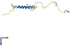 AlphaFold protein structure predicition of Human Recombinant MLANA Protein, UniprotID Q16655