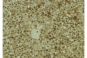 ABIN6273192 at 1/100 staining Mouse liver tissue by IHC-P. (Antizyme Inhibitor 1 anticorps  (Internal Region))