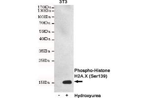Western blot detection of Phosphorylation of H2A. (H2AFX anticorps  (pSer139))