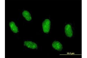 Immunofluorescence of purified MaxPab antibody to MAFG on Daoy cell. (Mafg anticorps  (AA 1-162))