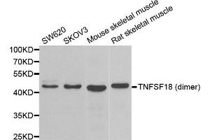Western blot analysis of extracts of various cell lines, using TNFSF18 antibody. (TNFSF18 anticorps)
