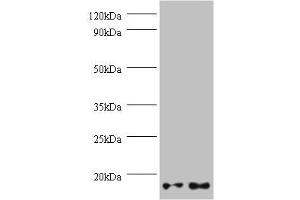 Western blot All lanes: GEMIN7 antibody at 2 μg/mL Lane 1: Hela whole cell lysate Lane 2: 293T whole cell lysate Secondary Goat polyclonal to rabbit IgG at 1/10000 dilution Predicted band size: 15 kDa Observed band size: 15 kDa (GEMIN7 anticorps  (AA 1-131))