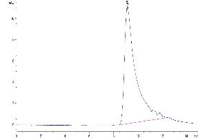 The purity of Biotinylated Mouse IL-5 is greater than 95 % as determined by SEC-HPLC.