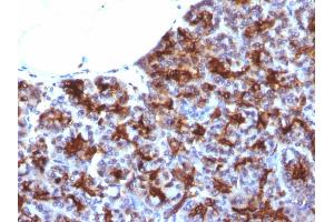 Formalin-fixed, paraffin-embedded human Pancreas stained with MAML3 Monoclonal Antibody (MAML3/1303). (MAML3 anticorps)