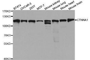 Western blot analysis of extracts of various cell lines, using CTNNA1 antibody. (CTNNA1 anticorps)