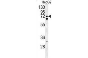 Western Blotting (WB) image for anti-CLK4-Associating Serine/arginine Rich Protein (CLASRP) antibody (ABIN3002315) (SFRS16 anticorps)