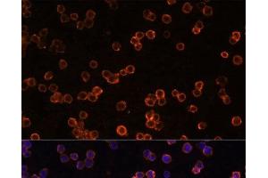Immunofluorescence analysis of Raw264.