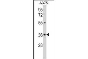 Western blot analysis of GALE Antibody (Center) (ABIN390889 and ABIN2841099) in  cell line lysates (35 μg/lane). (GALE anticorps  (AA 142-171))