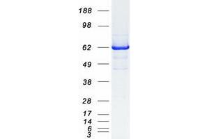 Validation with Western Blot