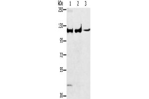 Western Blotting (WB) image for anti-Mitogen-Activated Protein Kinase 7 (MAPK7) antibody (ABIN2428092)