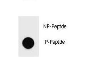 Dot blot analysis of phospho-PARP antibody.