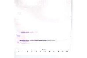 Image no. 4 for anti-Leptin (LEP) antibody (ABIN465758) (Leptin anticorps)