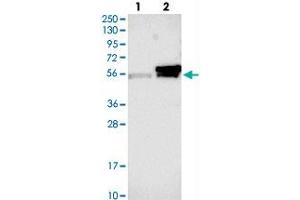 Western blot analysis of Lane 1: Negative control (vector only transfected HEK293T lysate), Lane 2: Over-expression Lysate (Co-expressed with a C-terminal myc-DDK tag (~3. (KCMF1 anticorps)