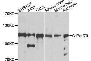 Western blot analysis of extracts of various cells, using C17orf70 antibody. (C17orf70 anticorps)