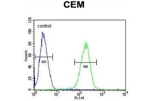 C10orf78 Antibody (N-term) flow cytometric analysis of CEM cells (right histogram) compared to a negative control cell (left histogram). (SFR1 anticorps  (N-Term))