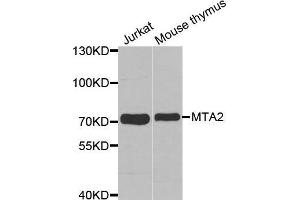Western blot analysis of extracts of various cell lines, using MTA2 antibody. (MTA2 anticorps  (AA 60-180))
