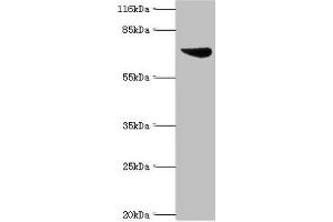 WB analysis of K562 whole cell lysates, using ASH2L antibody. (ASH2L anticorps  (AA 1-534))