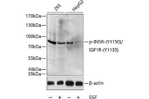 Western blot analysis of extracts of 293 and HepG2 cells, using Phospho-INSR-Y1150/IGF1R-Y1135 antibody (ABIN3023558, ABIN3023559, ABIN3023560 and ABIN6225407) at 1:1000 dilution. (IGF1R anticorps  (pTyr1135))