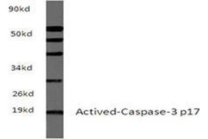 Western blot analyzes of Actived-Caspase-3 p17 Antibody in extracts from sp20 cells at 1/500 dilution. (Caspase 3 anticorps)