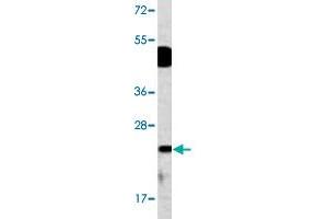 Western blot analysis of mouse bladder tissue lysate (35 ug/lane) with DUSP14 polyclonal antibody . (DUSP14 anticorps  (N-Term))