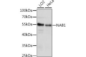 Western blot analysis of extracts of various cell lines, using N antibody (ABIN7268904) at 1:1000 dilution. (NAB1 anticorps  (AA 278-487))