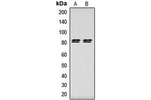 Western blot analysis of HSL (pS552) expression in HeLa (A), HEK293T (B) whole cell lysates.