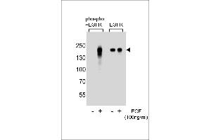 Western blot analysis of extracts from A431 cells, untreated or treated with EGF, using phospho EGFR- (left) or ErBB2 antibody (right) (EGFR anticorps  (pTyr1172))