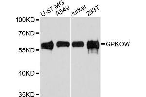 Western blot analysis of extracts of various cell lines, using GPKOW antibody. (GPKOW anticorps)