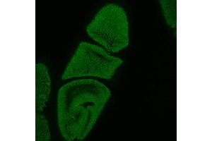 gp250 immunochemical staining of 0-12 hour embryos. (SORL1 anticorps  (AA 1220-1337))